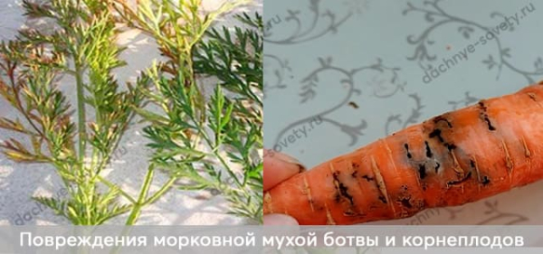 Кто грызет корни растений: 7 вредителей из-под земли с фото и описанием